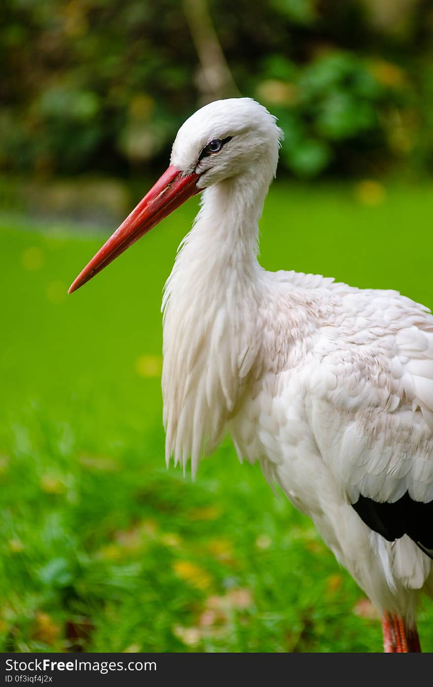 White stork