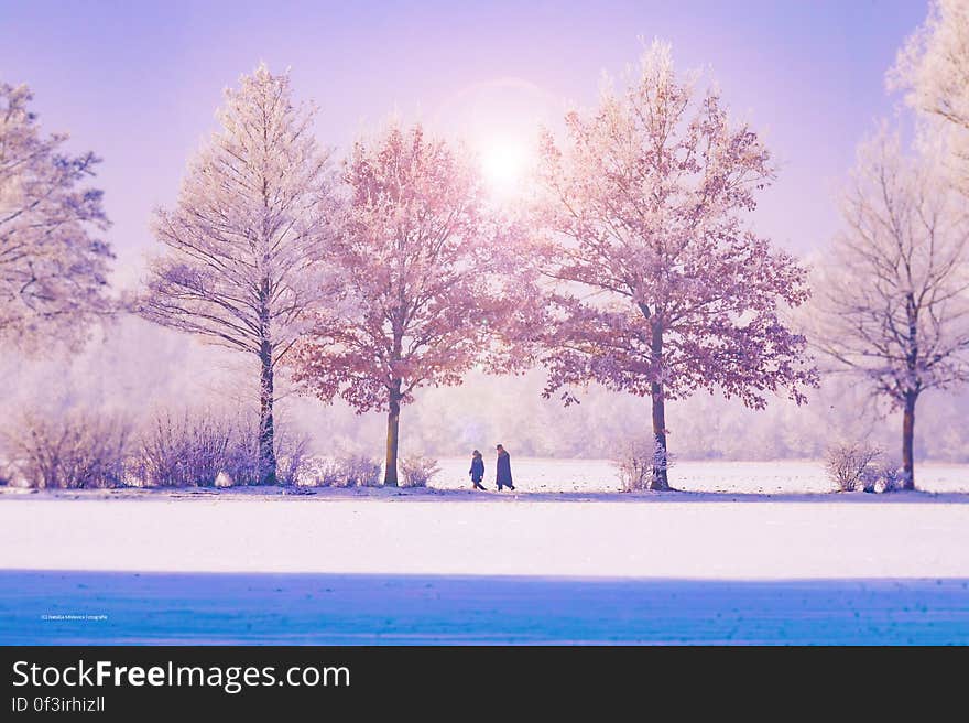 Trees by Lake Against Sky during Winter