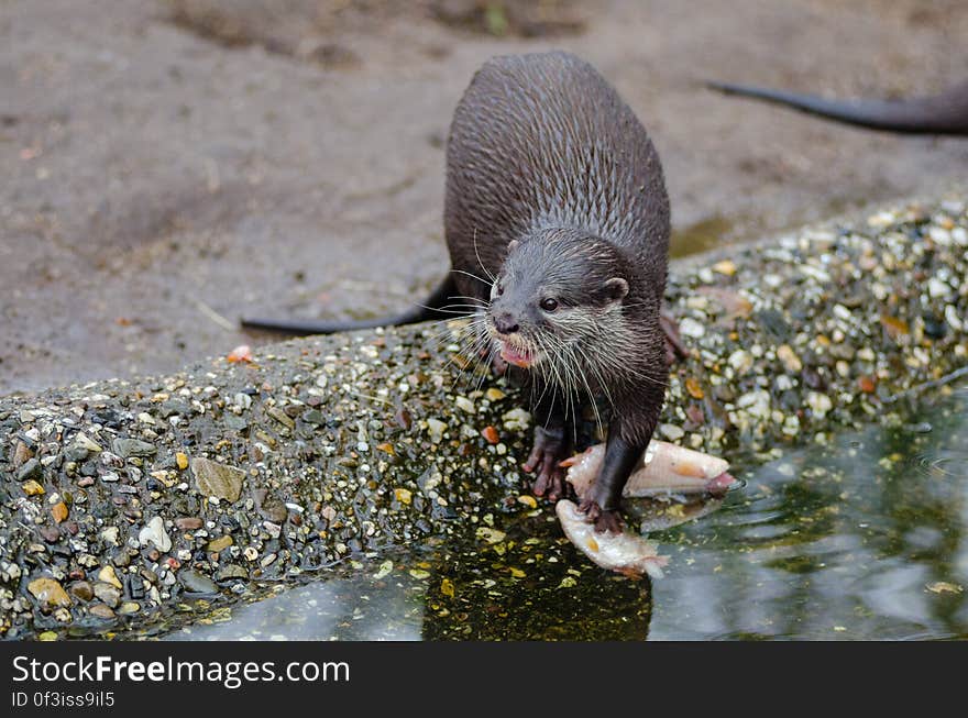 Oriental small-clawed otter