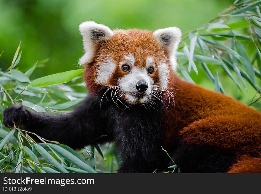 Red Panda