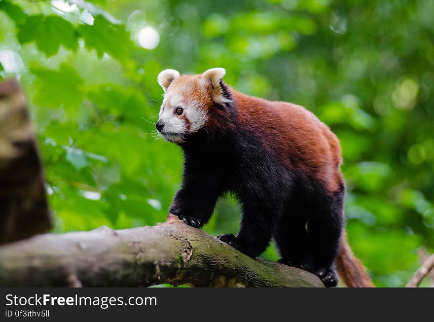 Red Panda