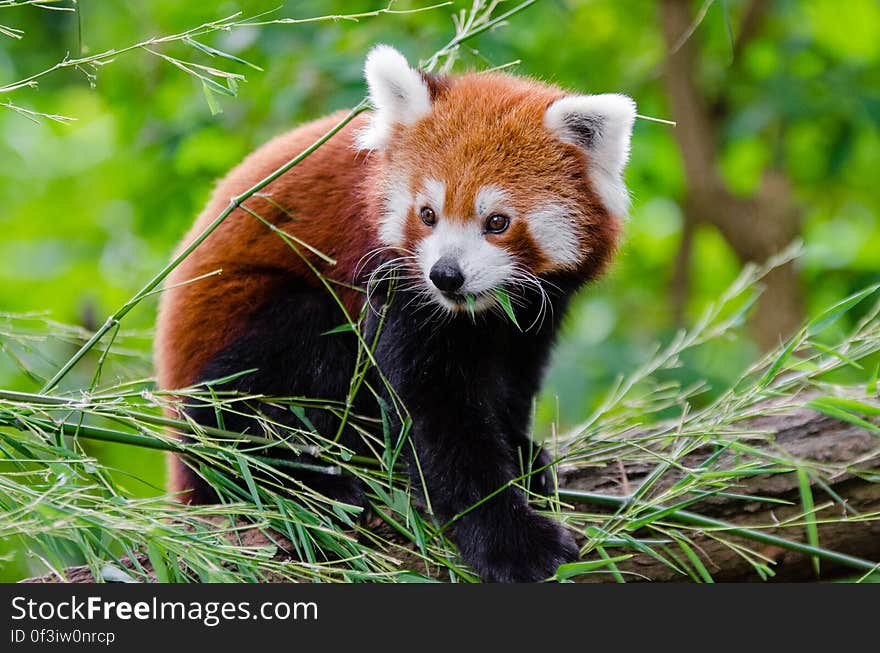 Red Panda