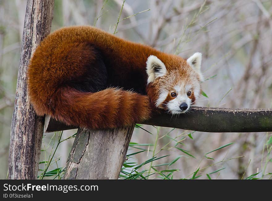 Red Panda