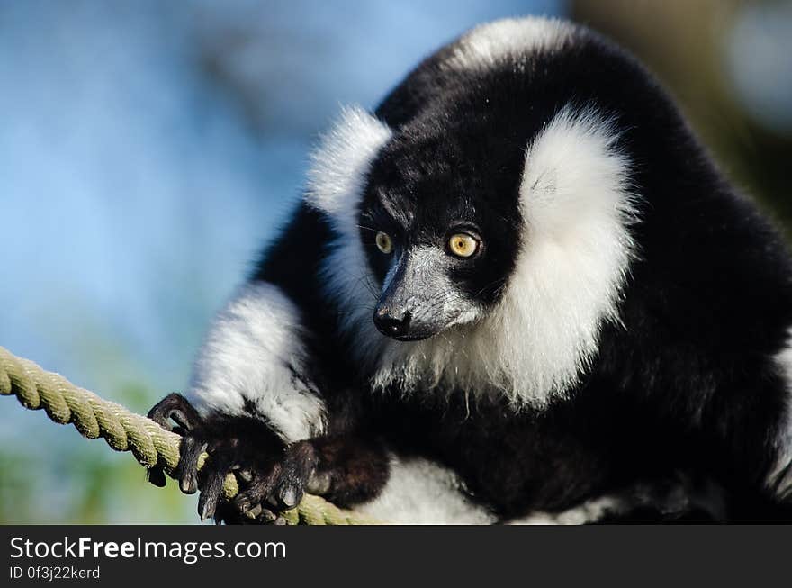 Black-and-White Ruffed Lemur