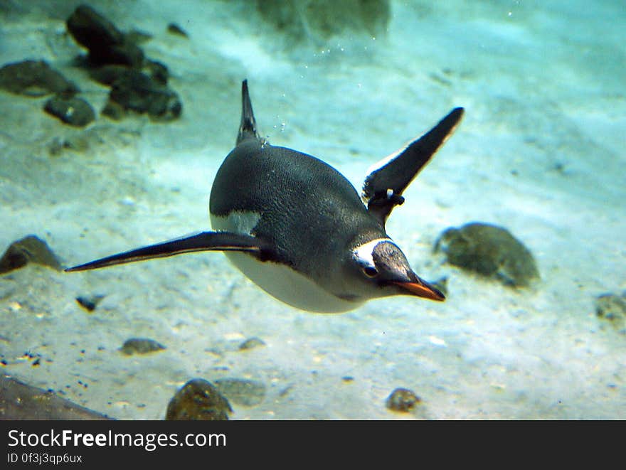 Gentoo Penguin. &#x28;26&#x29;