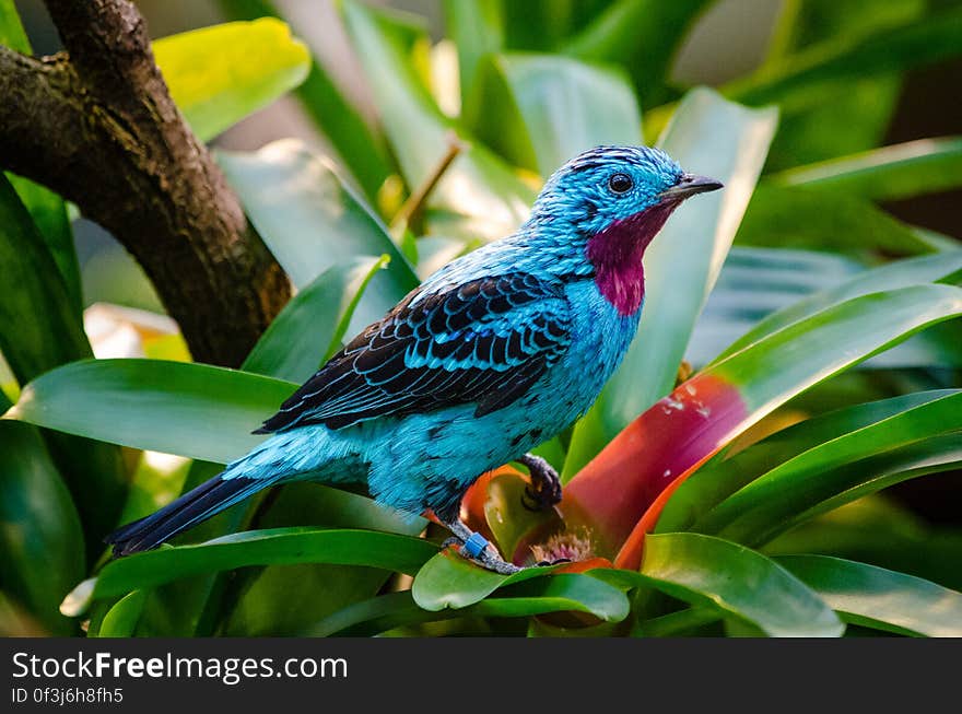 Spangled cotinga &#x28;male&#x29;