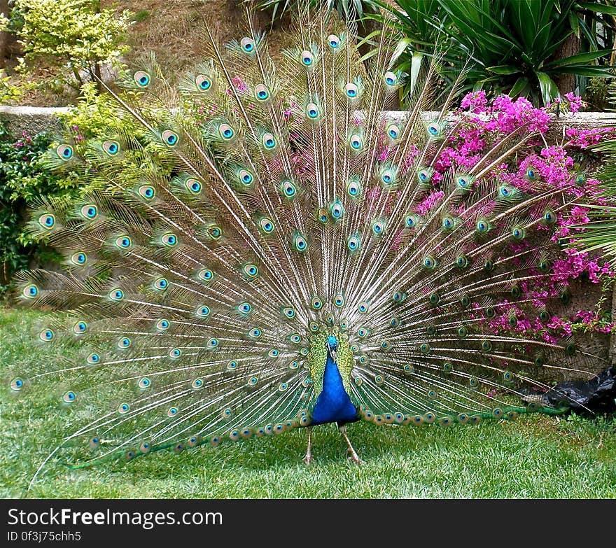 A proud peacock. At the Barcelona zoo. A proud peacock. At the Barcelona zoo.