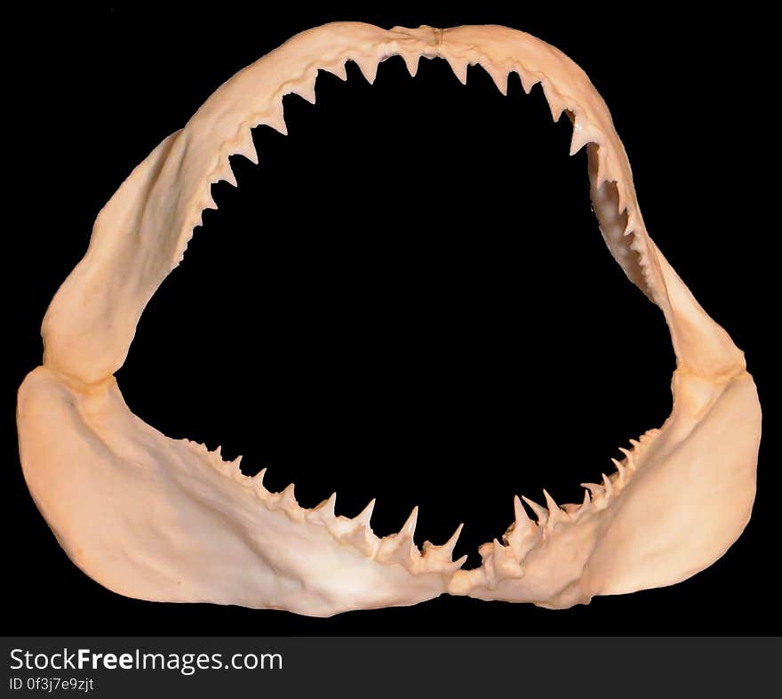 shark jaws