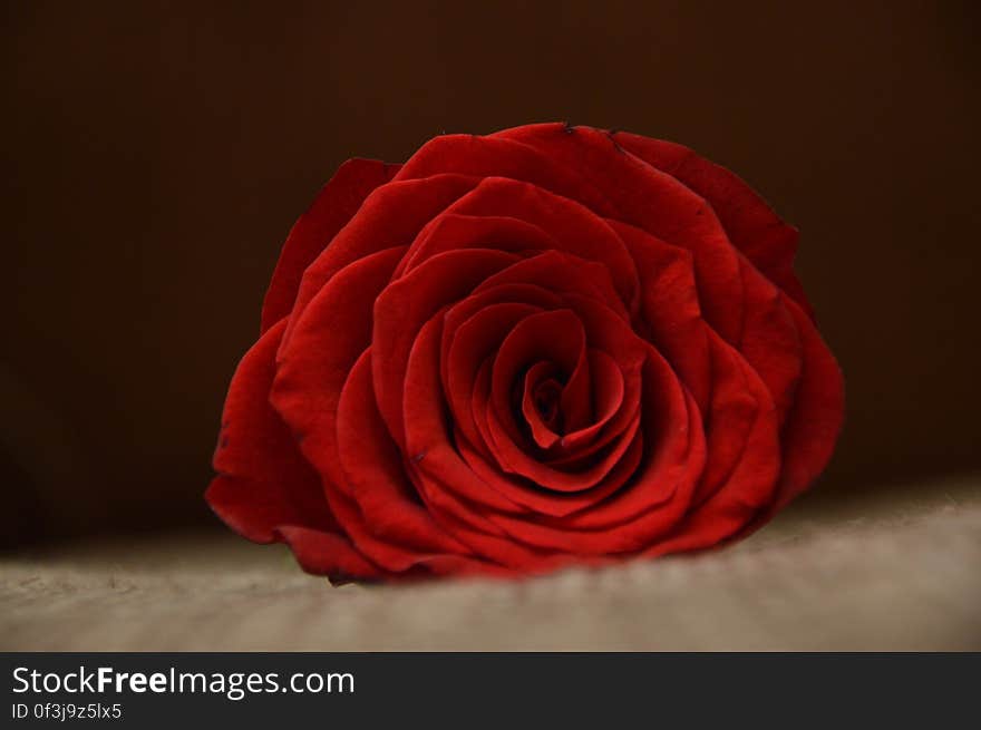 Red Rose