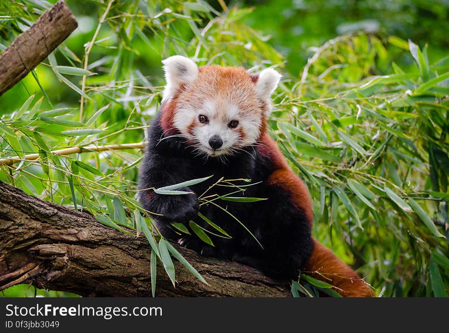 Red Panda