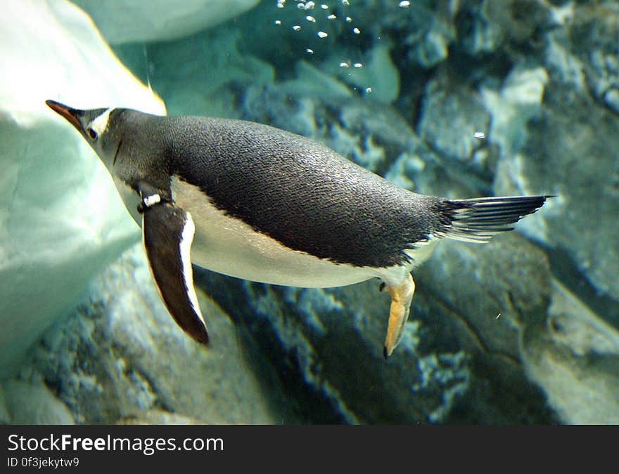 Like all penguins, gentoos are awkward on land. But they’re pure grace underwater. They have streamlined bodies and strong, paddle-shaped flippers that propel them up to 22 miles an hour &#x28;36 kilometers an hour&#x29;, faster than any other diving bird. Like all penguins, gentoos are awkward on land. But they’re pure grace underwater. They have streamlined bodies and strong, paddle-shaped flippers that propel them up to 22 miles an hour &#x28;36 kilometers an hour&#x29;, faster than any other diving bird.