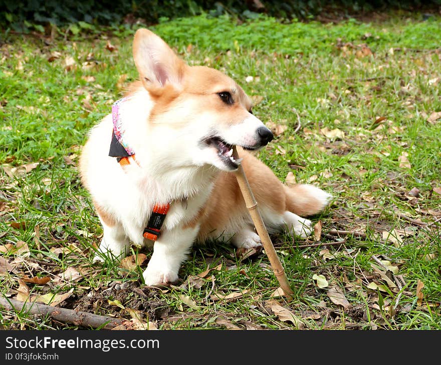 Sun LOVES to chew on sticks. So far she&#x27;s been ignoring all her chew toys at home. I try to limit her stick chewing time on walks, or she&#x27;d do just that all day!. Sun LOVES to chew on sticks. So far she&#x27;s been ignoring all her chew toys at home. I try to limit her stick chewing time on walks, or she&#x27;d do just that all day!