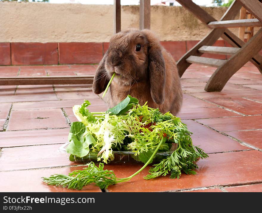 Yum yum! A lovely green plate full of fiber and vitamins for the old bun. :&#x29; He&#x27;s been neglecting his pellets lately and has been picky about hay, so he is getting larger portions of greens than usual. It was nice and warm yesterday, no need for his sweater!. Yum yum! A lovely green plate full of fiber and vitamins for the old bun. :&#x29; He&#x27;s been neglecting his pellets lately and has been picky about hay, so he is getting larger portions of greens than usual. It was nice and warm yesterday, no need for his sweater!