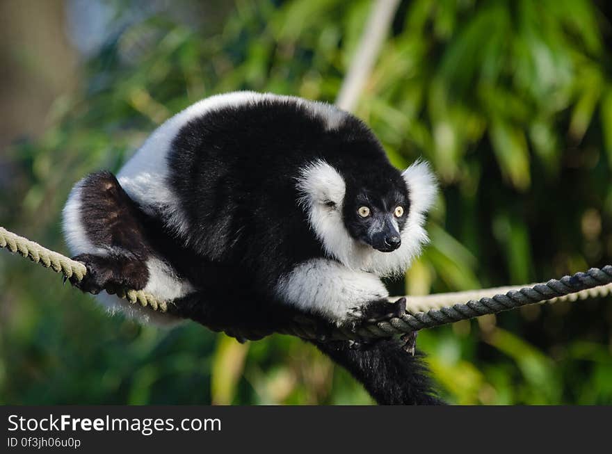 Black-and-White Ruffed Lemur