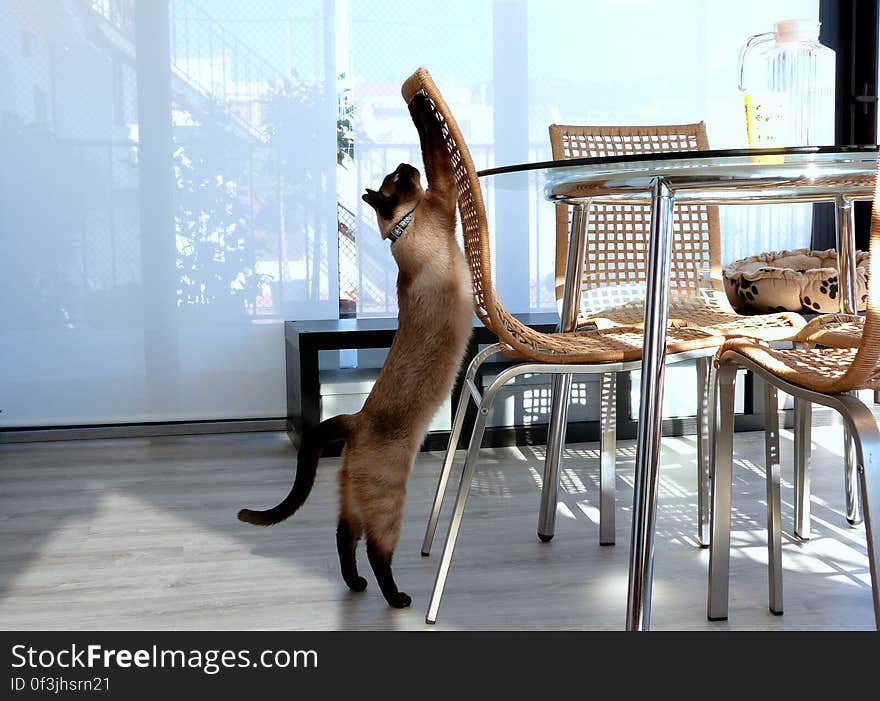 Schrödinger just loves these chairs. Schrödinger just loves these chairs.