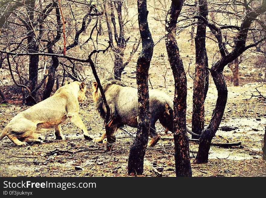 Herd of Bare Tree in Forest