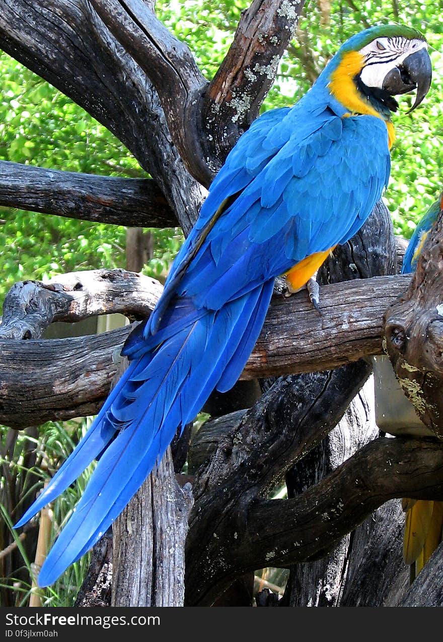 hyacinth macaw