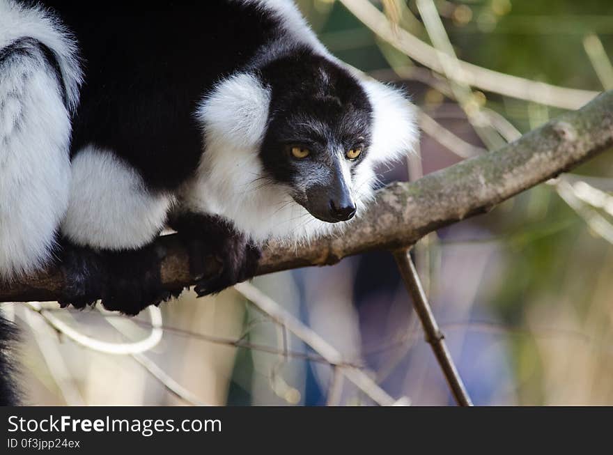 Black-and-White Ruffed Lemur