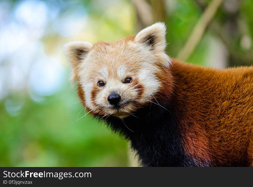 Red Panda