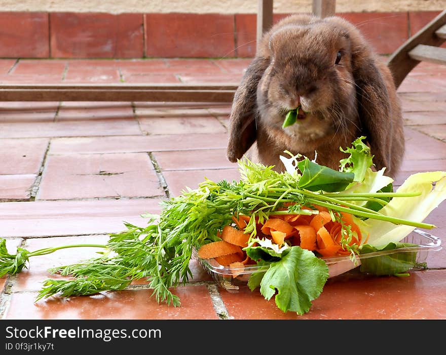 Yum yum! A lovely green plate full of fiber and vitamins for the old bun. :&#x29; He&#x27;s been neglecting his pellets lately and has been picky about hay, so he is getting larger portions of greens than usual. It was nice and warm yesterday, no need for his sweater!. Yum yum! A lovely green plate full of fiber and vitamins for the old bun. :&#x29; He&#x27;s been neglecting his pellets lately and has been picky about hay, so he is getting larger portions of greens than usual. It was nice and warm yesterday, no need for his sweater!