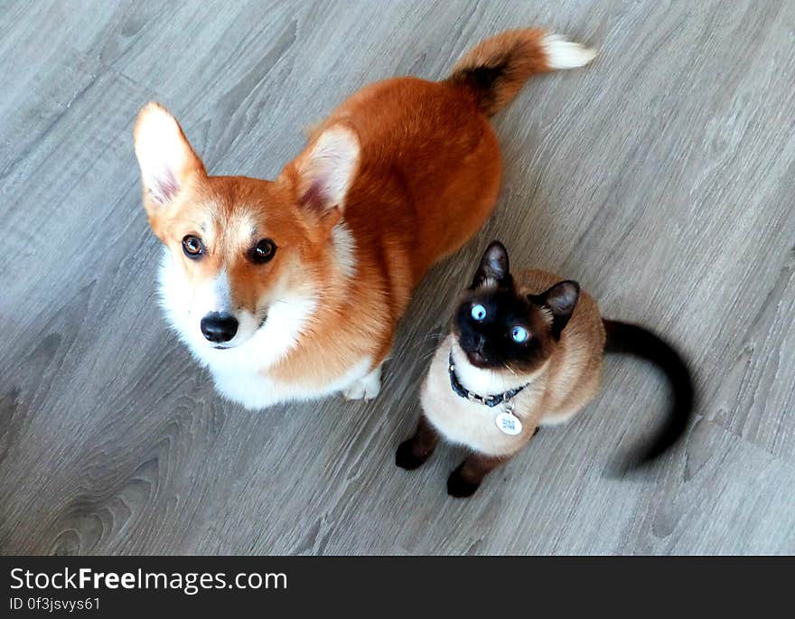 I just love their faces when they really, really want a treat. I just love their faces when they really, really want a treat.