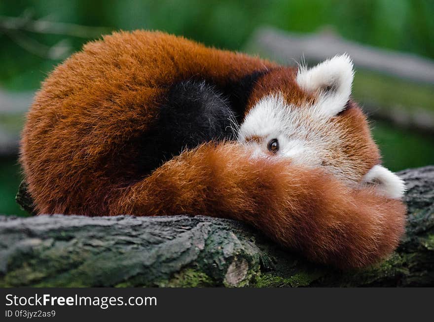 Red Panda