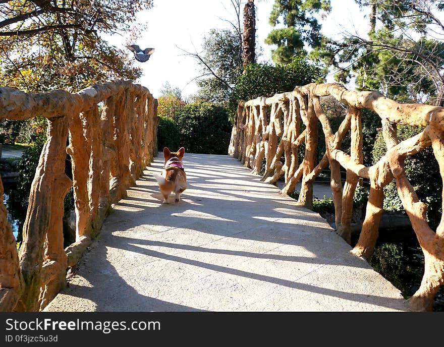 I took Sun to a new park today. It&#x27;s kinda far away, so we can&#x27;t go that often, but it is huge and lots of fun! With a maze, bridges, stairs, ducks... And all sorts of doggy friends. I took Sun to a new park today. It&#x27;s kinda far away, so we can&#x27;t go that often, but it is huge and lots of fun! With a maze, bridges, stairs, ducks... And all sorts of doggy friends.