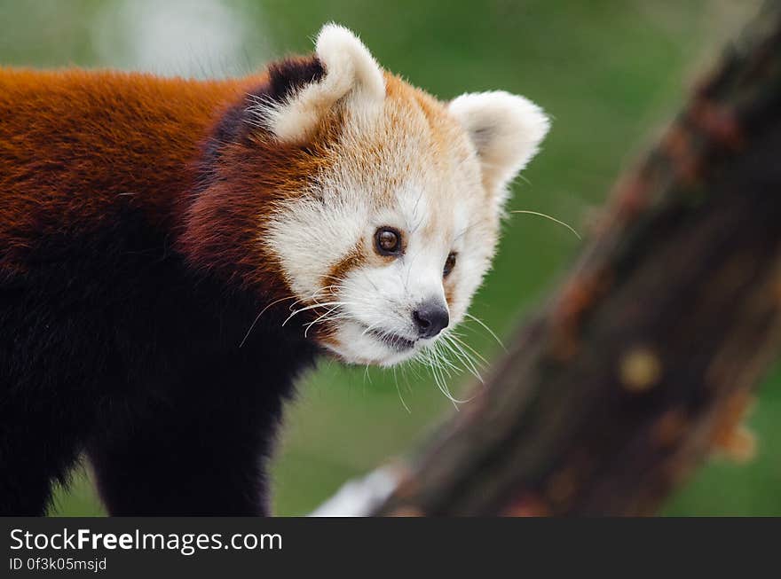 Red Panda