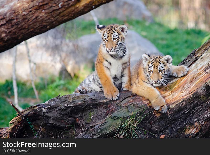 Siberian Tiger Cubs