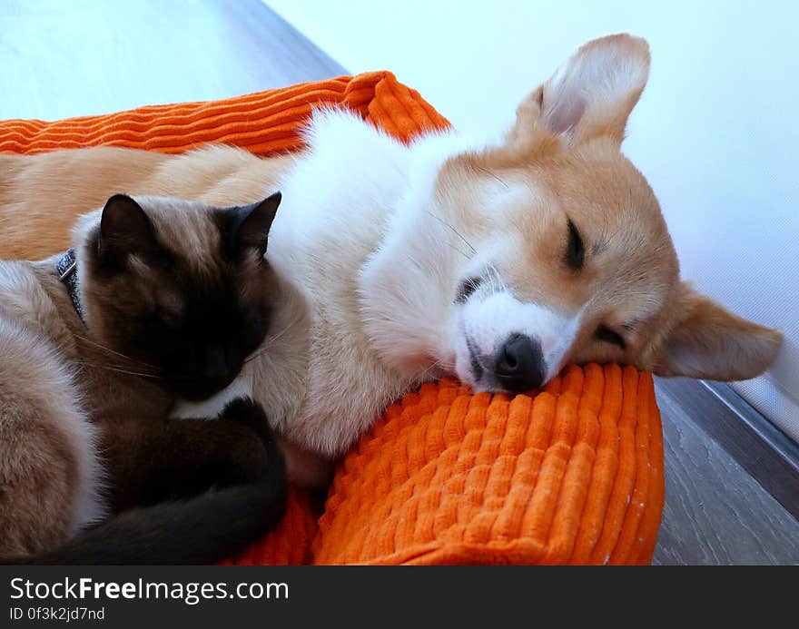 Sun & Schrody have grown increasingly close since they first met. They now play and sleep together and just love each other. Sun & Schrody have grown increasingly close since they first met. They now play and sleep together and just love each other.