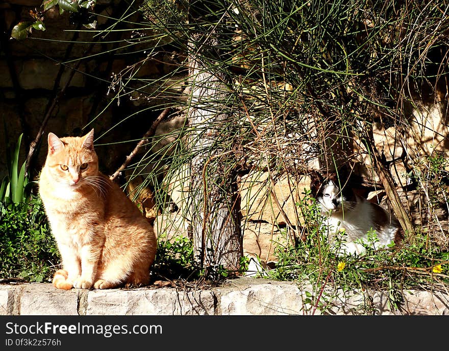 Two gorgeous cats I saw while walking around. They really look like they own the place!