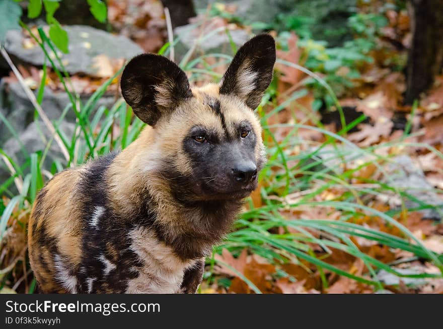 Wild dog in Duisburg, Germany. Wild dog in Duisburg, Germany