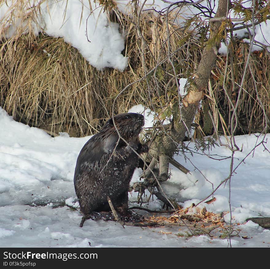 Beaver chooses a tree