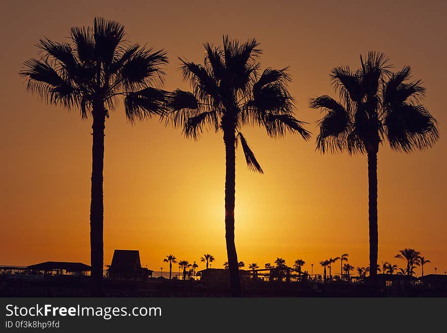 Silhouette Palm Trees on Beach Against Sky