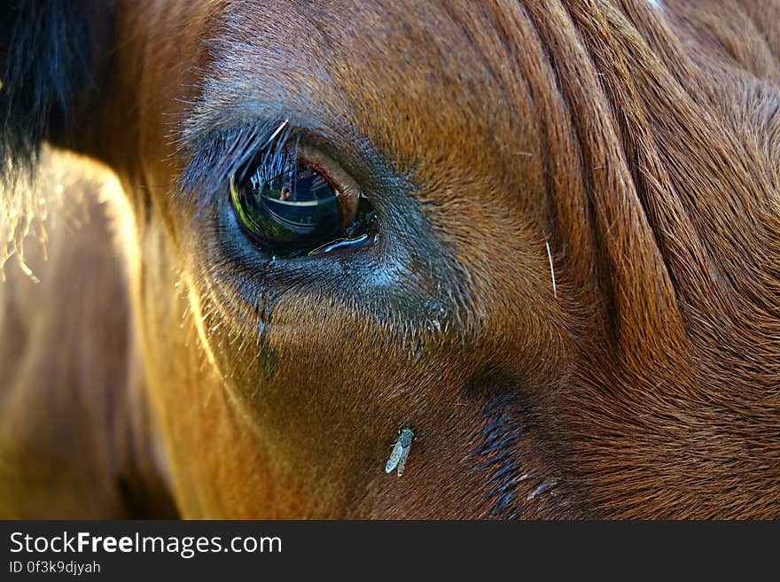 PUBLIC DOMAIN DEDICATION Pixabay-Pexels digionbew 17. 31-08-16 Cow&#x27;s eye LOW RES DSC01361