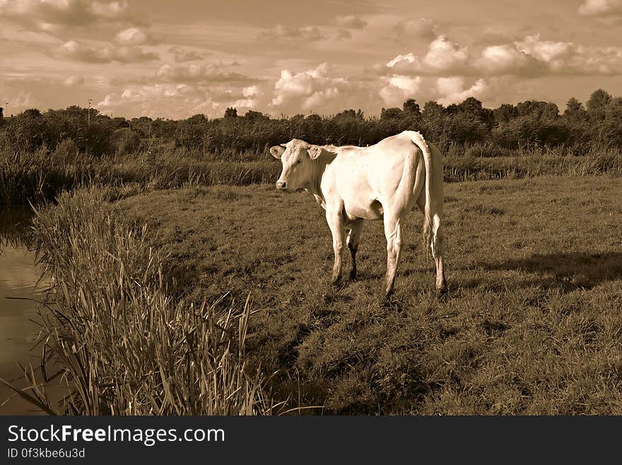 PUBLIC DOMAIN DEDICATION - Pixabay-Pexels digionbew 14. 09-08-16 White cow in the field LOW RES DSC08556