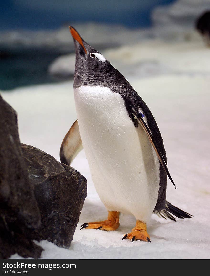 Gentoo Penguin. &#x28;9&#x29;