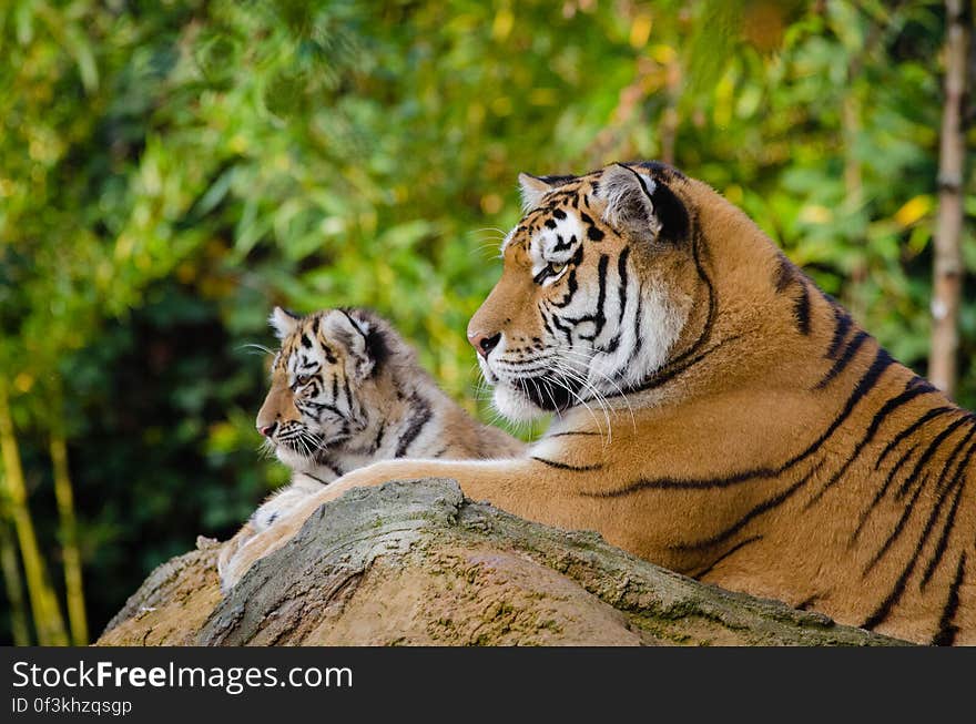 Mother Dasha and one of her two cubs from the Zoo Duisburg in Germany. Dasha is just three years old and these are her first cubs but she is doing a fantastic job raising them! They are healthy and often you can see her playing with them. She lets them chase her and hides from them behind tree trunks and large rocks inside their big enclosure. The zoo staff is very proud of her for doing such a fantastic job! She and El-Roi, their male tiger, just got together in late April when their new enclosure was unveiled to the public and they already produced healthy offspring. It could not have gone better for the zoo and this endangered species!. Mother Dasha and one of her two cubs from the Zoo Duisburg in Germany. Dasha is just three years old and these are her first cubs but she is doing a fantastic job raising them! They are healthy and often you can see her playing with them. She lets them chase her and hides from them behind tree trunks and large rocks inside their big enclosure. The zoo staff is very proud of her for doing such a fantastic job! She and El-Roi, their male tiger, just got together in late April when their new enclosure was unveiled to the public and they already produced healthy offspring. It could not have gone better for the zoo and this endangered species!