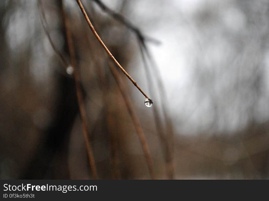 Close up of water drop on tip of bare branch. Close up of water drop on tip of bare branch.