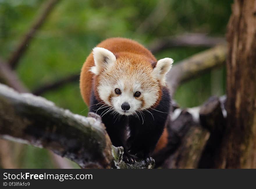 Red Panda