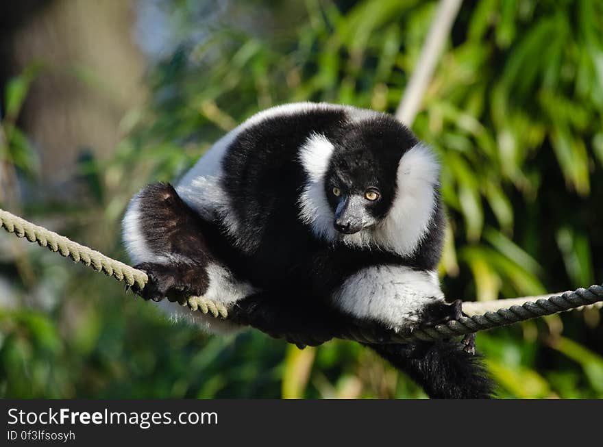 Black-and-White Ruffed Lemur