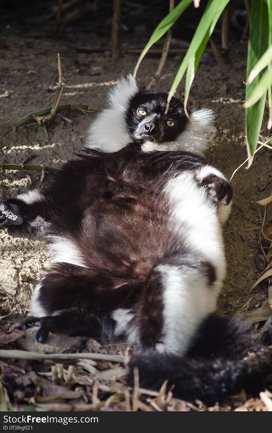 Black-and-white Ruffed Lemur