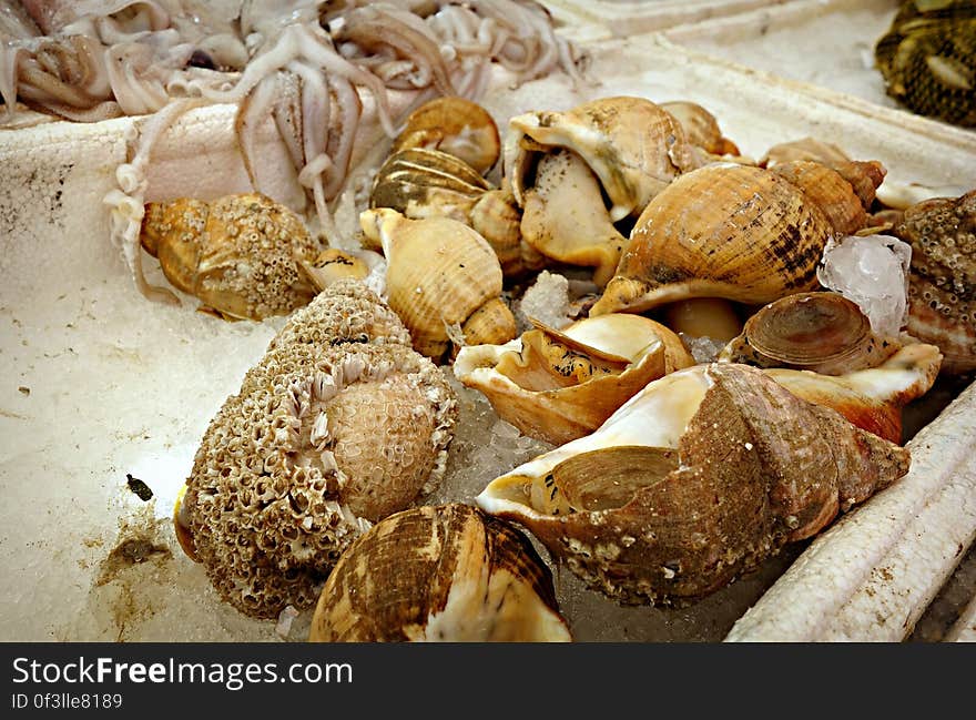 PUBLIC DOMAIN DEDICATION - Pixabay - digionbew 12. 15-07-16 Shells on the market LOW RES DSC06363