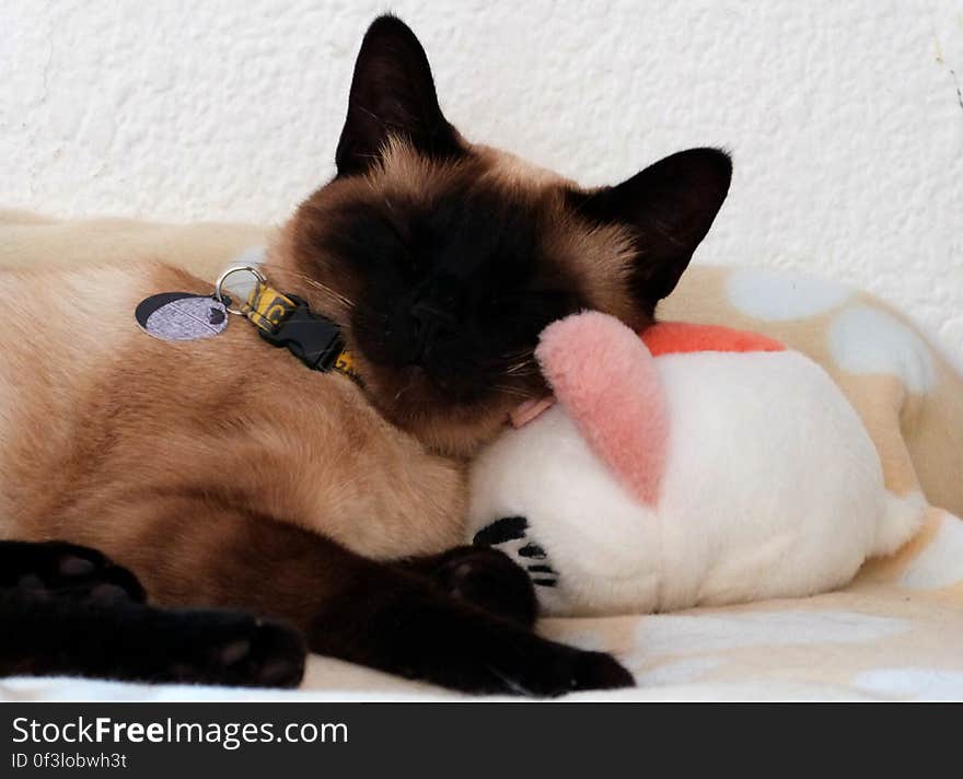 Schrödinger during his morning nap. He loves to sleep with his plush &#x22;girlfriend&#x22;. Schrödinger during his morning nap. He loves to sleep with his plush &#x22;girlfriend&#x22;.