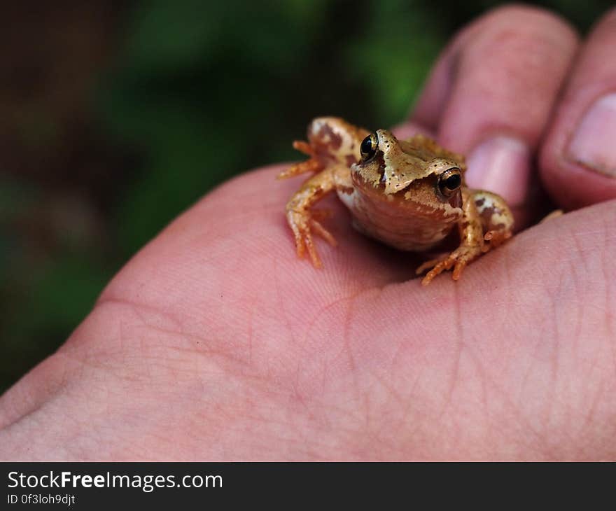 Caught in a forest in northern Moravia. Caught in a forest in northern Moravia...