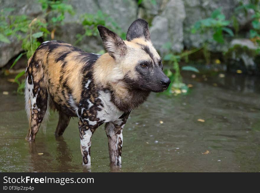 African wild dog