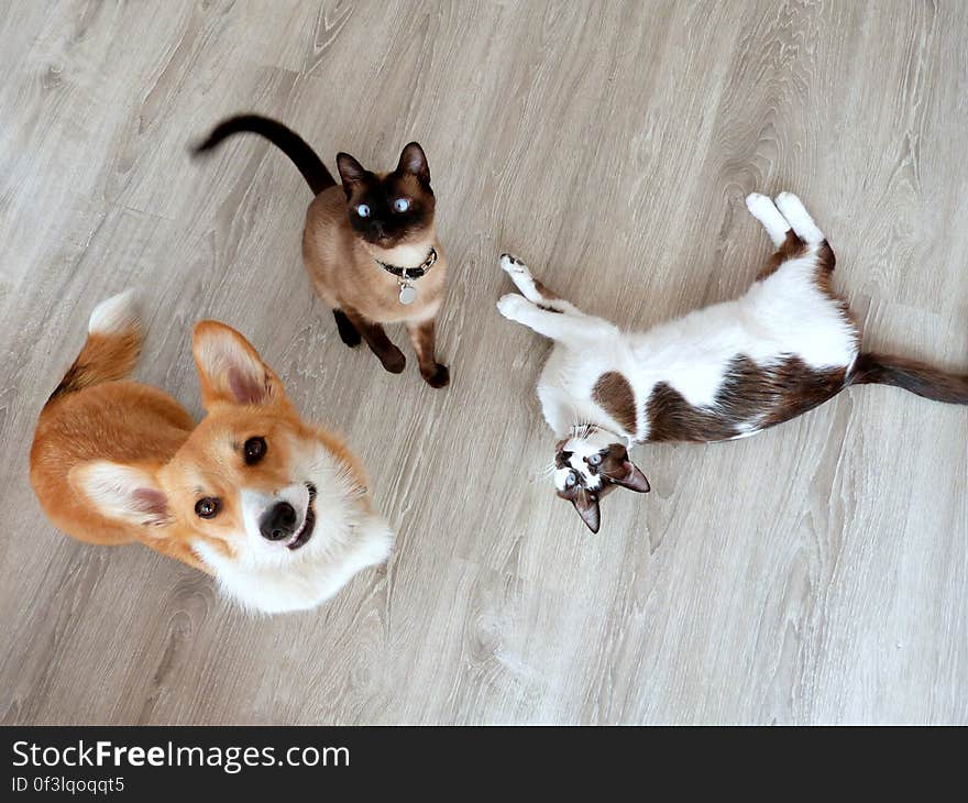 I love this picture, I think the fur monsters show their personalities well on it. Sun is the smiley, sweet pup who&#x27;s always happy to see you. Schrody is the alert, smart, somewhat cheeky boy. Shunso is the laid back, cuddly, amusing cuddlebug. I love this picture, I think the fur monsters show their personalities well on it. Sun is the smiley, sweet pup who&#x27;s always happy to see you. Schrody is the alert, smart, somewhat cheeky boy. Shunso is the laid back, cuddly, amusing cuddlebug.