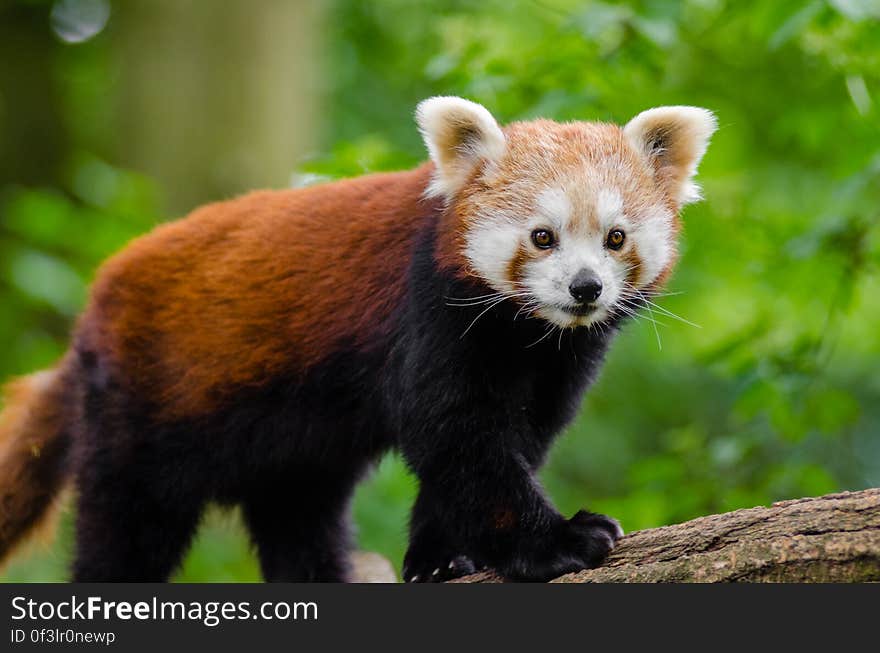 Red Panda