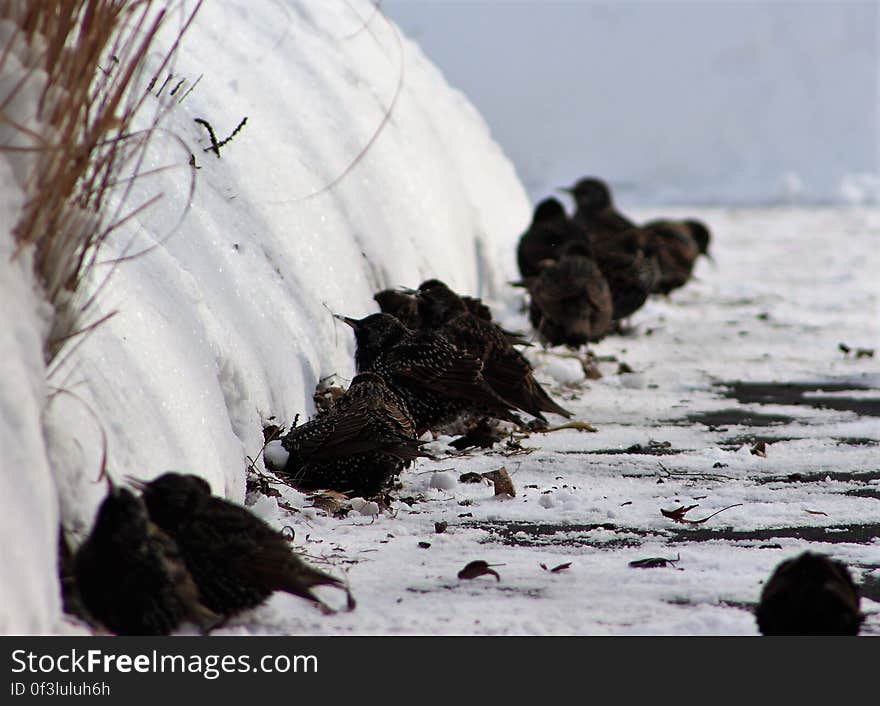 The sun exposed a margin of grass under the snow and the birds all lined up along the edge of the drive. The sun exposed a margin of grass under the snow and the birds all lined up along the edge of the drive.