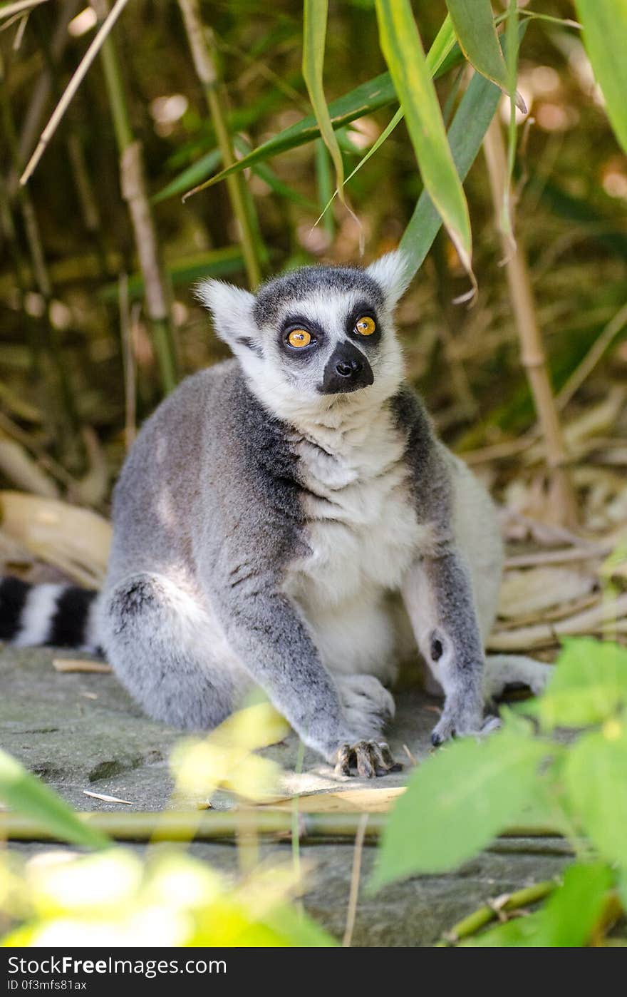 Ring-Tailed Lemur